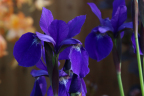 Tall purple Iris