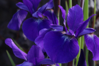 Tall purple Iris