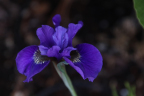 Short purple Iris