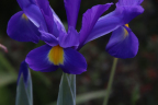 Purple Iris