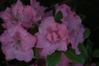 'Laura Moreland'