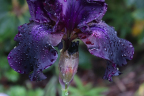 Iris 'Superstition'
