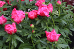 Peonia 'Oslo'