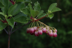 Enkianthus