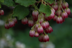 Enkianthus