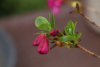 'Patricia'