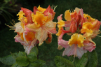 'Washington State Centennial'