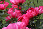 Peonia 'Oslo'