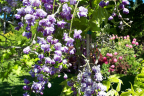 'Violacea plena'