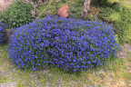 Lithodora ‘Grace Ward’