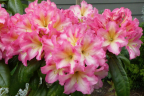 'Melrose Flash'