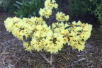 'Nancy Evans'