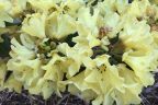 'Nancy Evans'