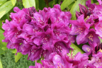 'Polarnacht'