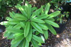 R. calophytum
