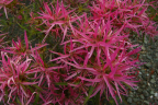 'Linearifolium'