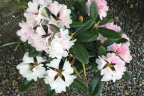 'Yaku Sunrise’