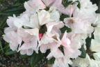 'Yaku Sunrise’