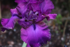 Iris 'Rare Treat'