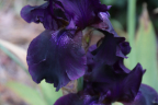 Iris 'Superstition'