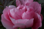 Pink Tree Peony