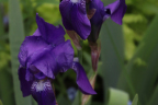 Purple Iris