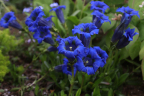 Gentiana acaulis