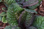 P. wanda hybrids