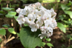 'Cayuga'
