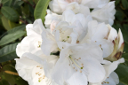 'Helene Schiffner'