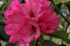 'Excalibur'