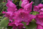 R.  orbiculare