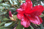 'Little Gem'