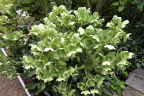 Helleborus lividus ssp. corsicus