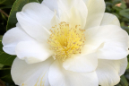 White Camellia