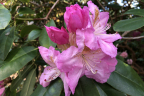 'Janet Blair'