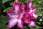 'Elsie Watson'