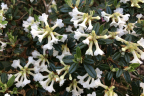 R. sargentianum 'Maricee'