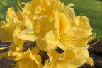 'Lemon Lights'