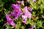 R. calostrotum ssp. keleticum