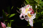 R. occidentale