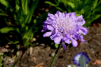 Scabiosa 'Butterfly Blue'