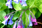 Virginia bluebells