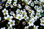 Mossy Saxifrage