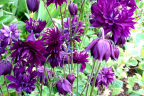 Aquilegia vulgaris var. stellata 'Black Barlow'
