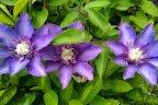 'Multi Blue'