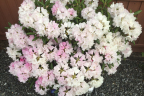 'Crete'