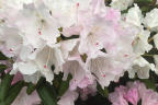 'Crete'