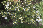 'Gumpo White'