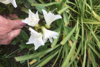 'Gumpo White'